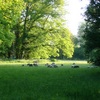 Sheep grazing in the Park