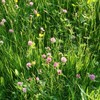Wild flowers in Park