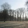 Winter light through the avenue