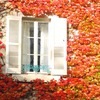 Autumn window