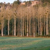 Poplar lined river