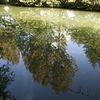 Reflection in the river