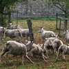 Sheep and Lambs in Orchard