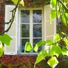 Window through leaves