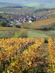 Vine Yard 2 medium