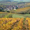 Vine Yard 1