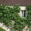 Window close up with roses