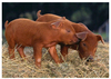 pork.jpg - thumb