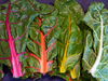 chard2-small.jpg - thumb