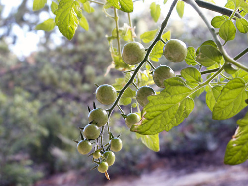 tomatoes-smaller.jpg - medium