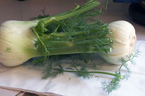 fennel1.jpg - medium fennel1.jpg - medium
