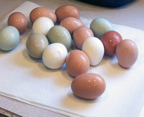 eggs1-smaller.jpg - medium