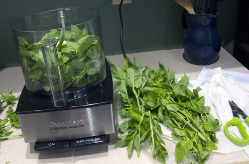 basil.jpg - medium