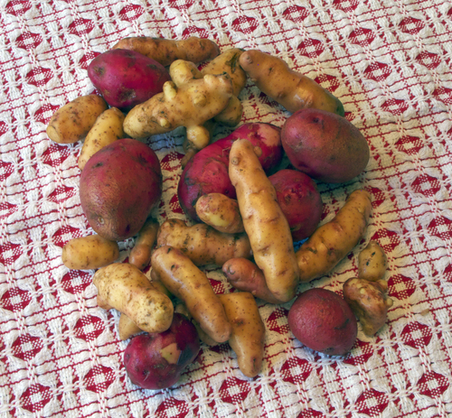potatoes.jpg - medium potatoes.jpg - medium