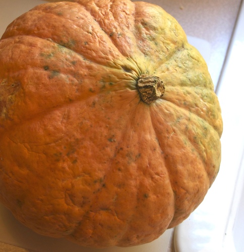 squash.jpg - medium