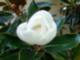 Magnolia Flower
