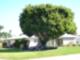 Beautiful tree in Tanglewood