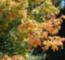 Leaves are changing colors in Fall