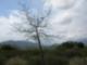 Glenoaks Cyn Hillside Tree and Sky