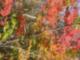 View of Fall in Goodview Landscape