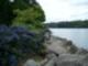 Evergreen Park Waterfront looking towards East Bremerton