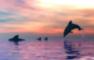 DOLPHINS PLAYING