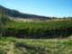 Vineyard
