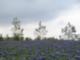 Fields of Wildflowers- Village of Creekside Park
