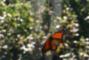 Photo_1eca19fb818e0d2507f8f22530e1db42d0bfb1bee429dfd942ba65b13c01b00b_thumb