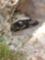 Gopher tortoise - Ft. Clinch State Park