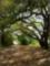 River Run Plantation nature trail
