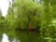 weeping willow