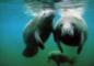 Manatees