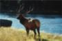 Moose