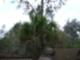 Alafia Preserve