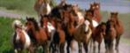 Chincoteague pony roundup