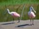 LOCAL RESIDENTS