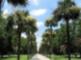 Ardsley Park Palm lined promenade