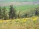 Kamiak Butte near Pullman WA