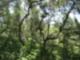 Descanso Tree tops