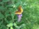 Butterflies in Hopewell