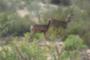 www.DesertMountainHomesOnline.com