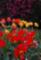 Descanso-more tulips