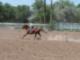 Pole-bending at the Bosque Farms Arena