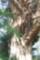 BANYAN TREE