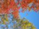 View of Fall in Goodview Landscape