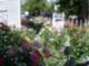 The Bead Garden, Linda's Knit N'Stitch and Old Town Rose Garden