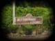 Buttonwood