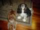 Manheim township Pets!