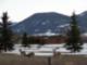 Deers spotted near homes on the golf course (Red Lodge Country Club Estates)